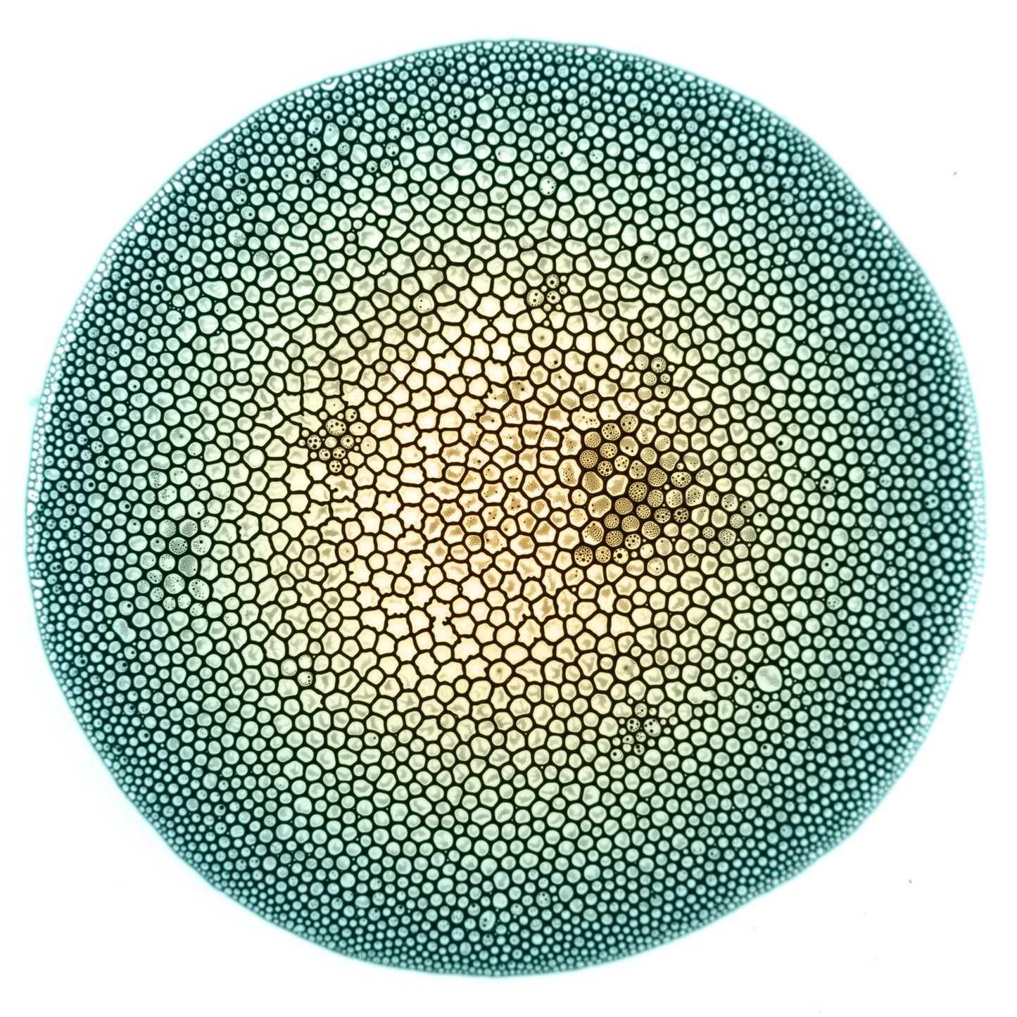 Study #147, 8.5"x11"
